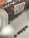 BASF YEEZY 350 V2 ZEBRA WITH REAL PREMEKNIT FROM HUAYIYI WHICH OFFER PRIMEKNIT TO ADIDAS DIRECTLY